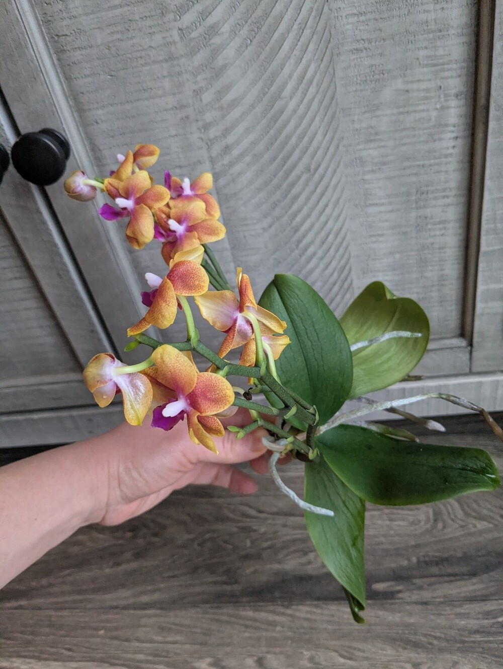 Live Phalaenopsis Orchid Super Fragrant But In Poor Shape RESCUE Plant